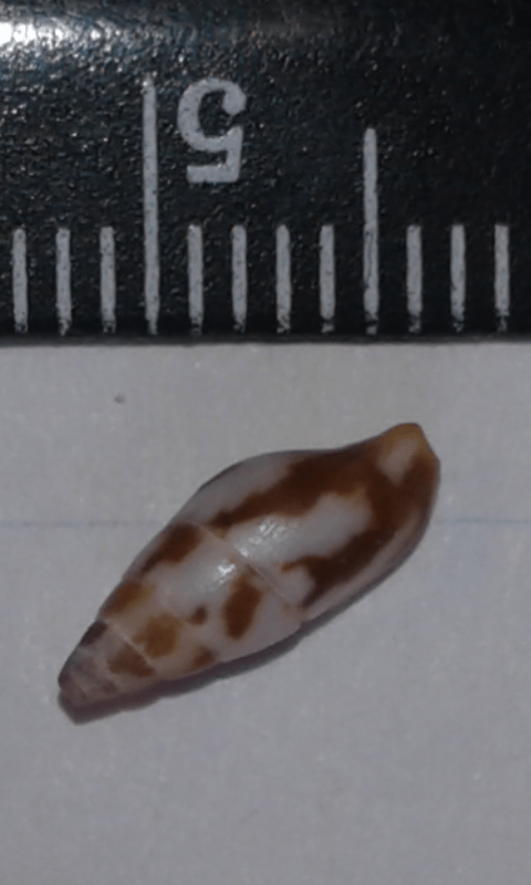 Mitrella scripta (Columbellidae)?